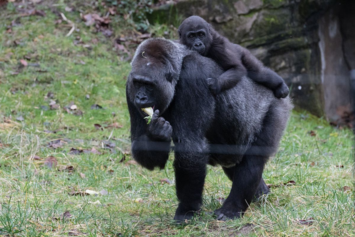 Gorilla