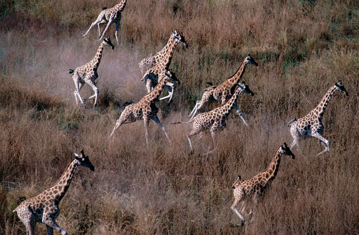 Giraffes